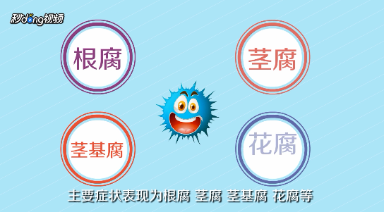 多肉黑腐的原因及如何防治黑腐病