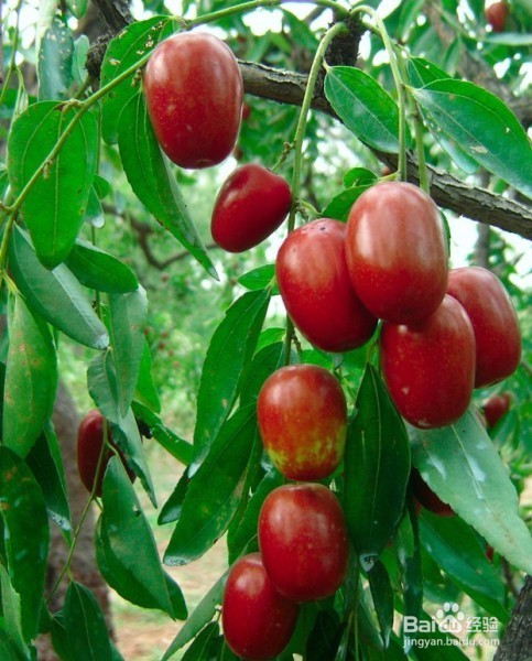 大枣的挑选方法