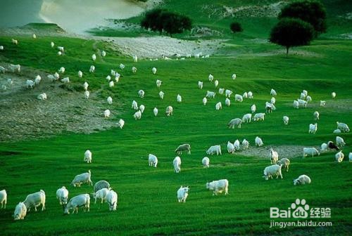 木兰围场坝上自由行攻略