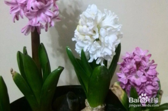 风信子根部发霉了怎么办