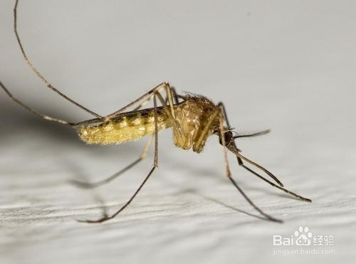 <b>为什么蚊子喜欢咬我？什么样的体质易招蚊子</b>