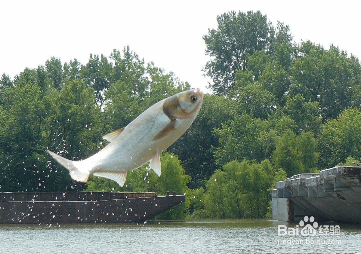 过年做什么鱼寓意好