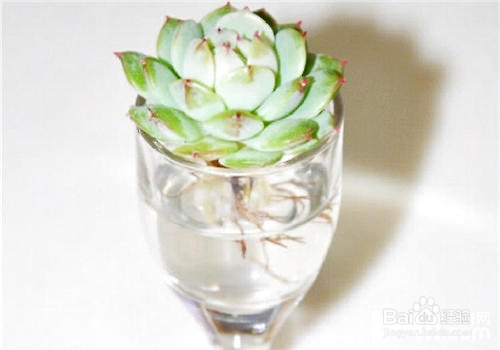 多肉水培生根方法