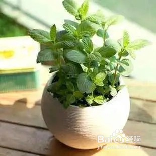 将这几种东西捡回家来养花，让植物越长越旺