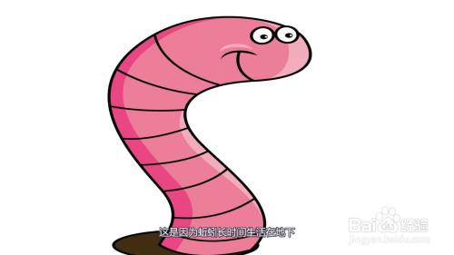 蚯蚓有没有眼睛