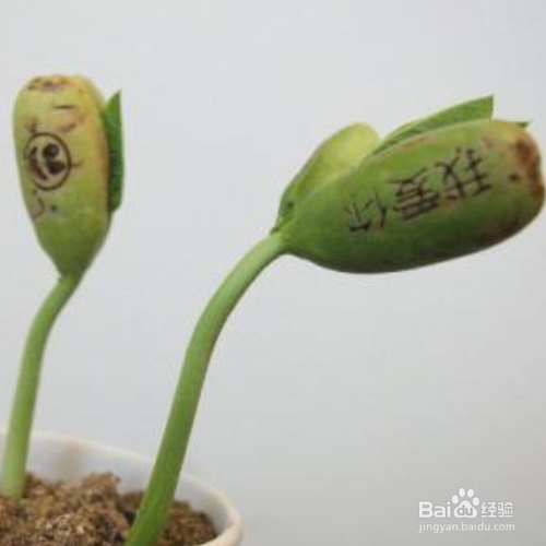 魔豆怎么种植