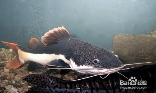 鱼缸鱼种的选择及混养