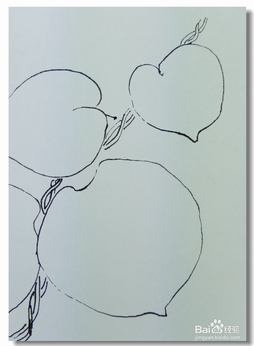 怎样画钢笔画“猕猴桃的叶子”?