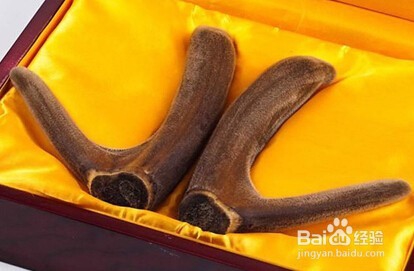 鹿茸如何分辨质量好坏以及如何储存