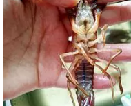 十三香龙虾做法