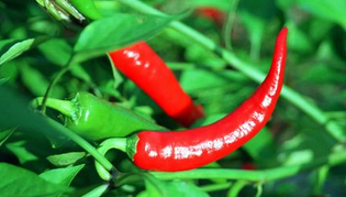 抗感冒的九大平民食物