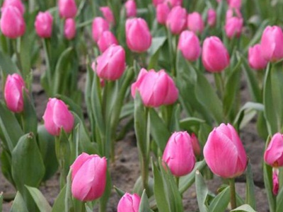 宿根花卉根据耐寒能力可以分为几种