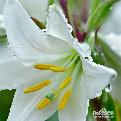 百合竹叶子发黄怎么办?