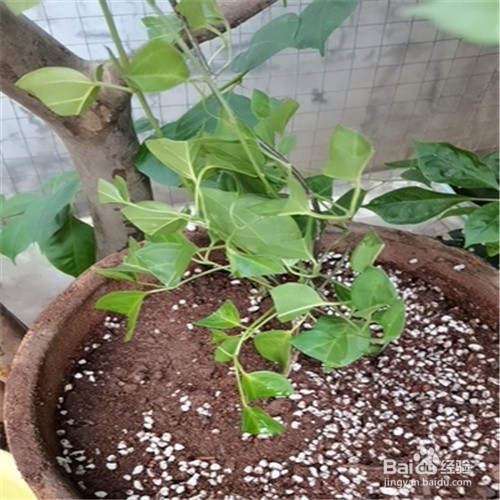 炮仗花如何扦插成活率高