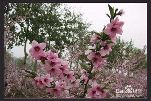 用光影魔术手如何将图片变淡