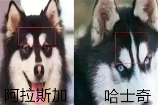 阿拉斯加和哈士奇有什么区别