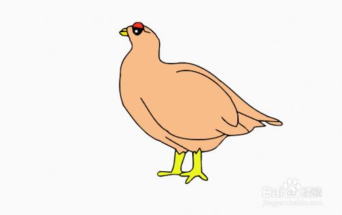 9快速设计松鸡简图模型