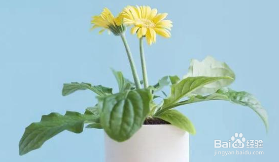 净化空气的植物怎么选择？