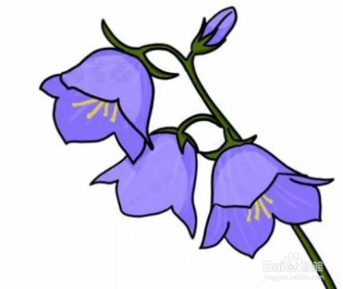 风铃草简笔画画法