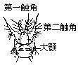 无节幼体培育的方法
