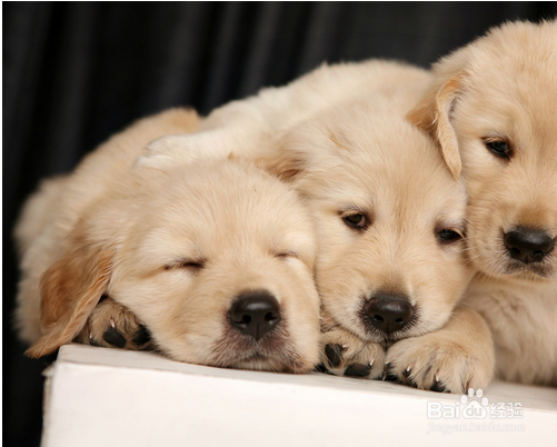 养小狗的小细节