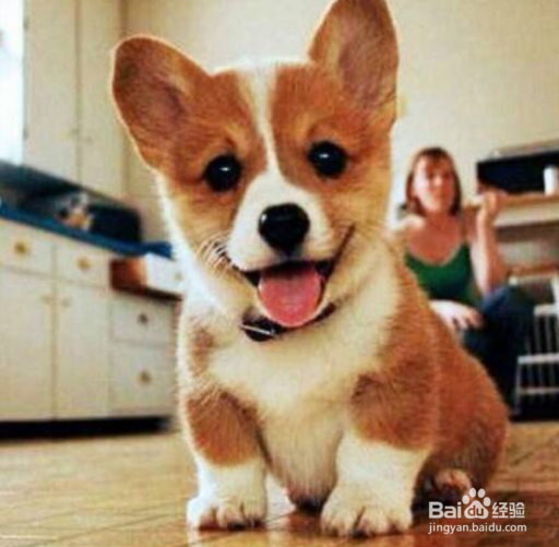 柯基犬掉毛怎么办，两分钟解决你的烦恼~