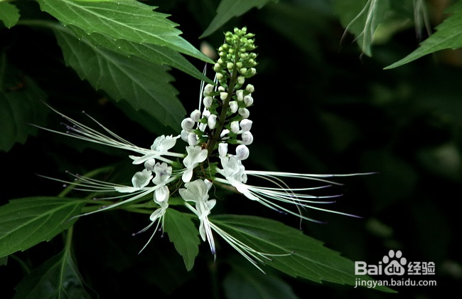 猫须草的正确服用方法
