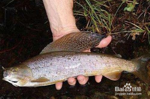 花翅子鱼怎么做好吃