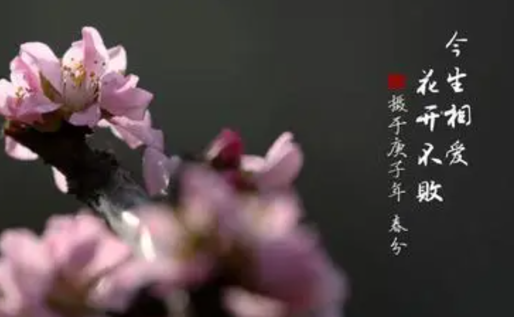 今生相爱花开不败歌曲是什么歌