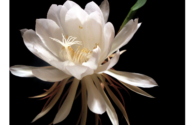 昙花怎么修剪，昙花的修剪方法