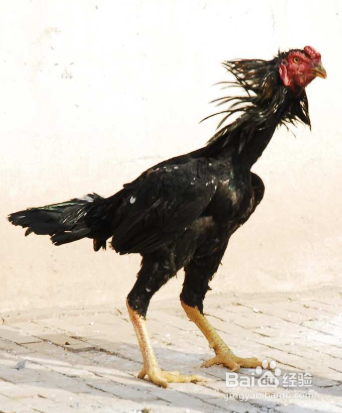 俄罗斯斗鸡品种图片
