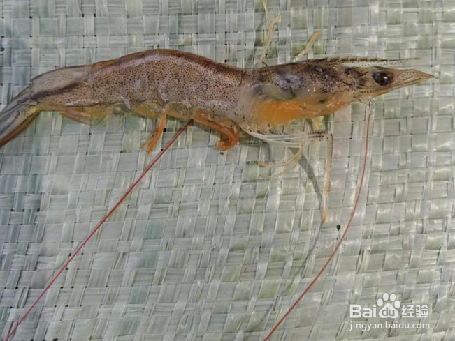 蛭弧菌冻干粉防治病害方法