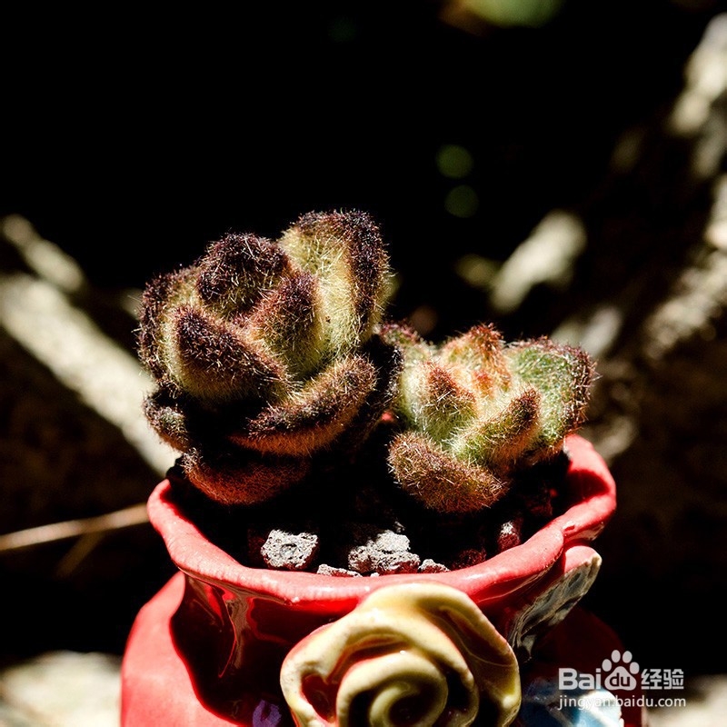 夏天多肉能淋雨吗