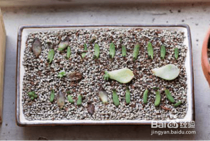 如何给多肉进行叶插繁殖