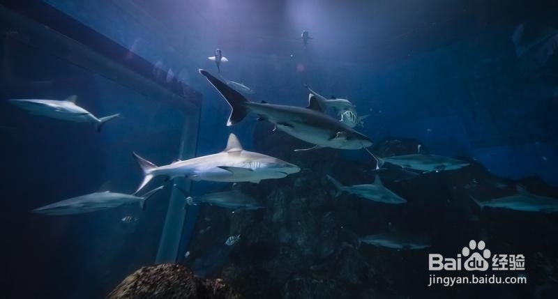 新加坡旅游简记19