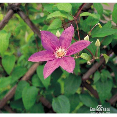 铁线莲冬天修根需要注意的事项有哪些？