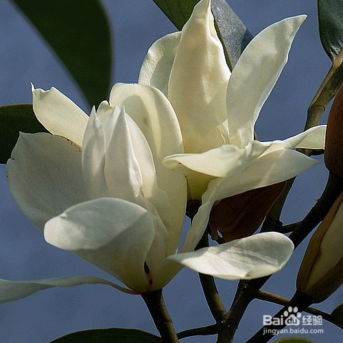 醉香含笑的种植方法和注意事项