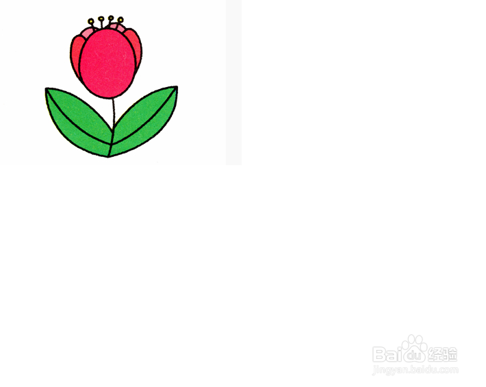 画郁金香的步骤