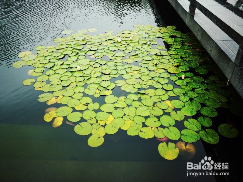 苏州博物馆好玩吗?苏州博物馆怎么样?新馆攻略