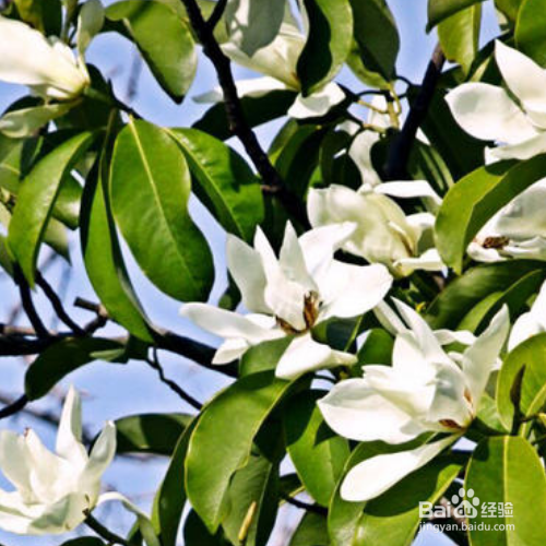 深山含笑有哪些价值?