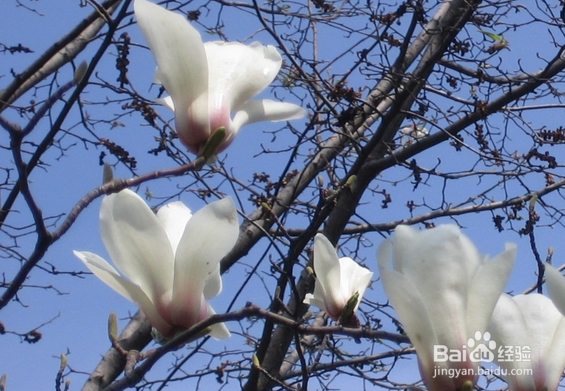望春玉兰繁殖的操作方法