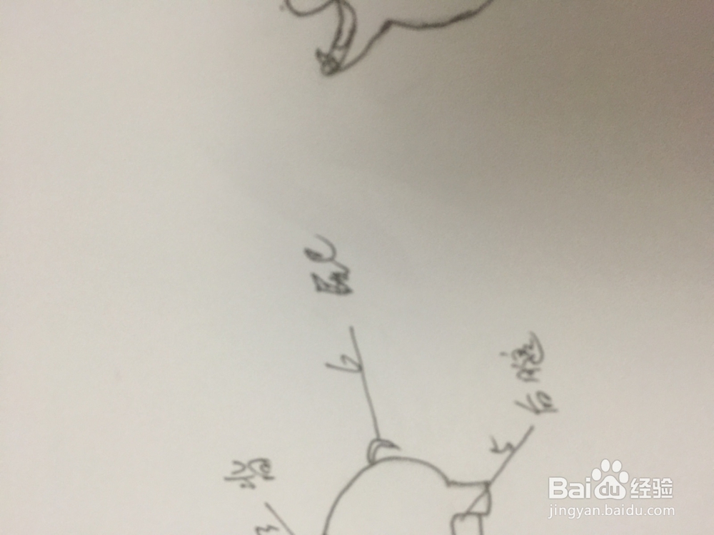 如何画安详的和马