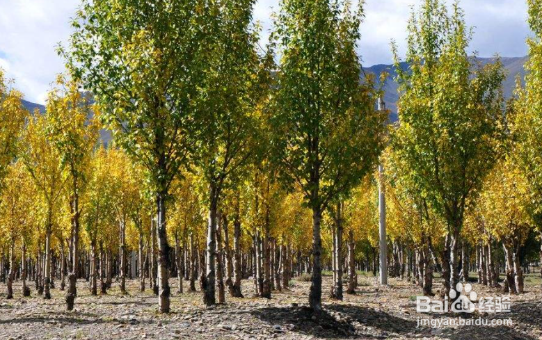 怎样描写杨树