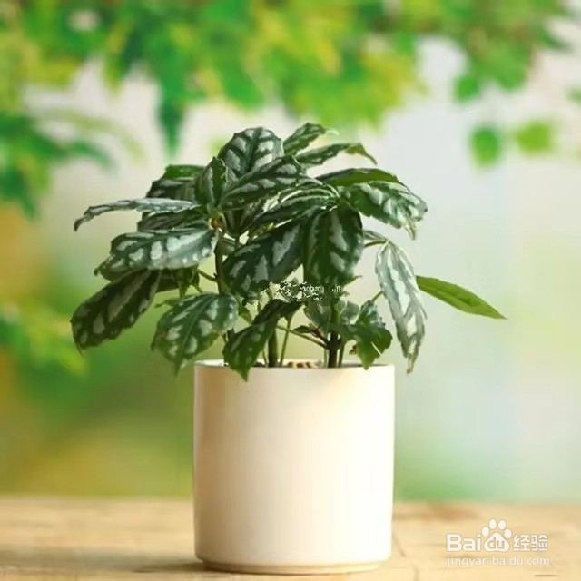 在厨房养这几种植物，再也不用担心吸油烟啦
