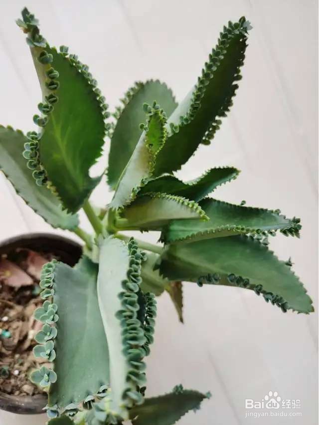 秋天养多肉,超容易爆头,选好品种是关键