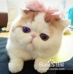 如何饲养加菲猫