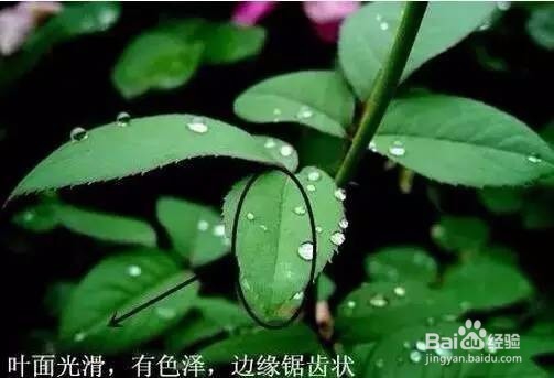 送本公主这么多年月季，你充什么玫瑰~！