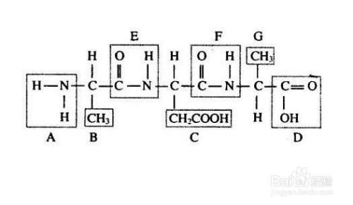 肽链数怎么看图解