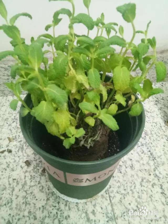 盆栽薄荷发黄还烂根？5招搞定