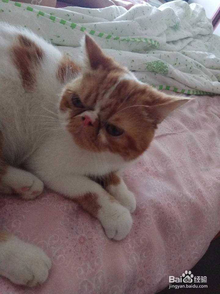 怎么训练猫咪的服从性
